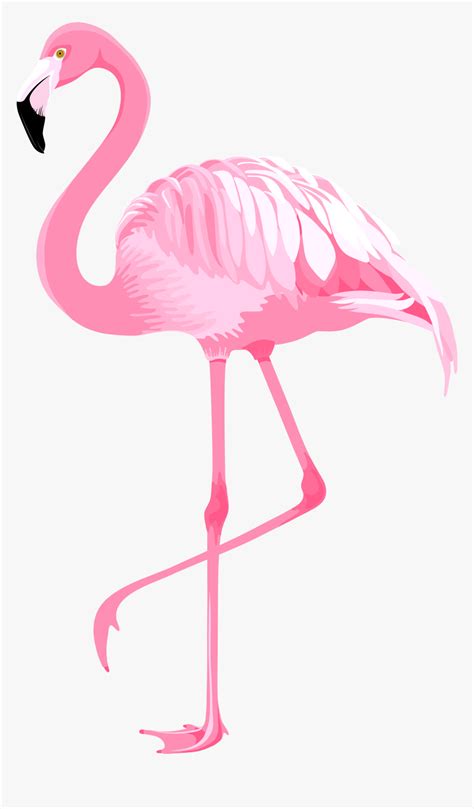 Flamingo Clip Art Pink Clip Art Flamingo Png