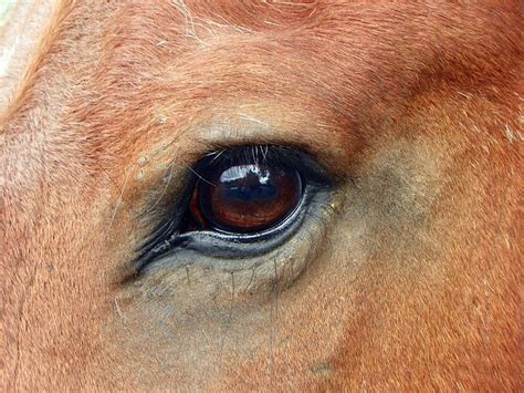 14 Horse Eye Colors Joshuaoctavian