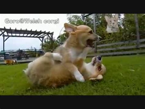 Rocky Puppies Cute Corgi Puppies On Grass Gorowelsh Corgi Channel