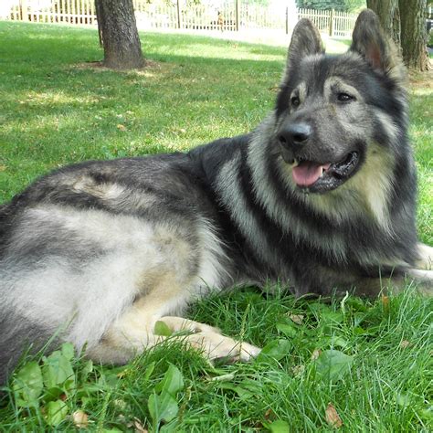 American Alsatian Breed Guide Learn About The American Alsatian