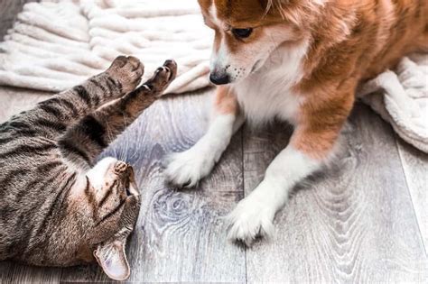 How To Teach Your Puppy To Live With Your Cat