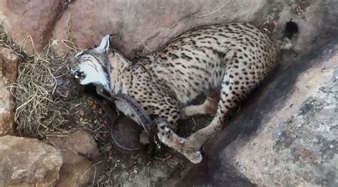 Endangered Iberian Lynx Killed By Poachers Madrid Metropolitan