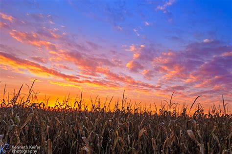 The Sun Is Setting Over A Cornfield With Blue Sky And Clouds In The