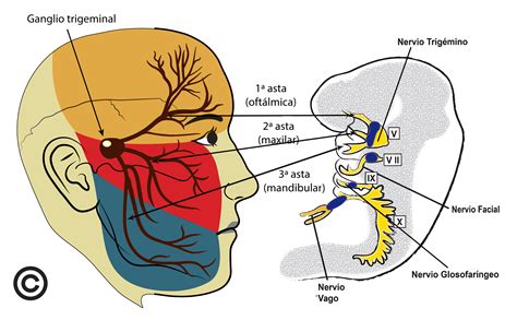 Morfopsicología Rasgos Faciales y Personalidad Base científica