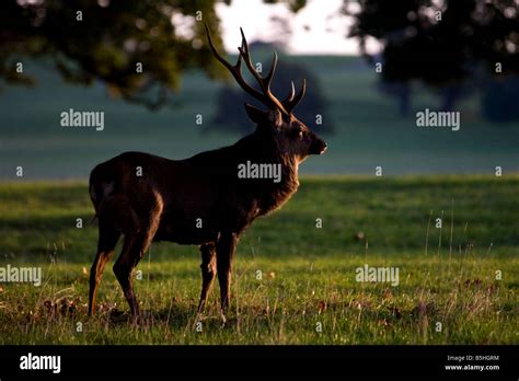 Manchurian Sika Deer Taken At Sunrise Stock Photo Alamy
