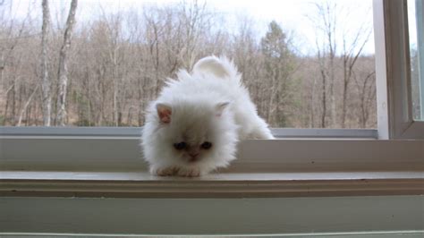 White Persian Teacup Kitten Kittens Stroudsburg Pennsylvania 18360 For