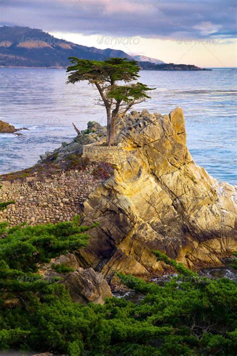 Lone Cypress Tree By Mblach Lone Cypress Tree 17 Mile Drive
