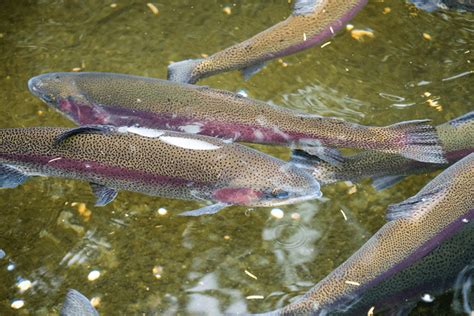 What Do Rainbow Trout Eat Western Canadian Fishing