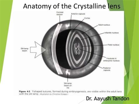 Anatomy Of Crystalline Lens