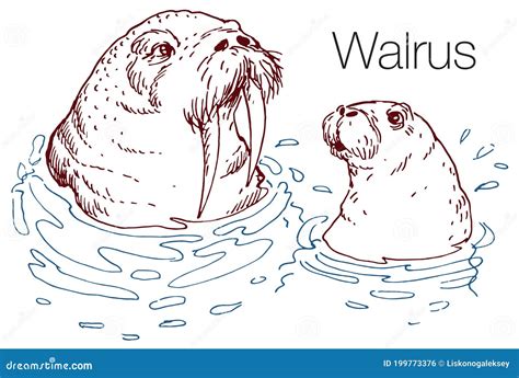 Walrus Hand Drawn Vector Illustration Stock Vector Illustration Of