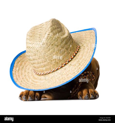 Dog Wearing A Cowboy Hat Stock Photo Alamy