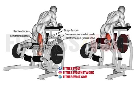 Kneeling Leg Curl Hamstrings Fitness Volt