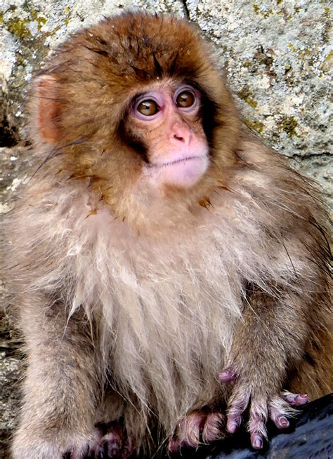 Odd Macaque Tom Donald Flickr