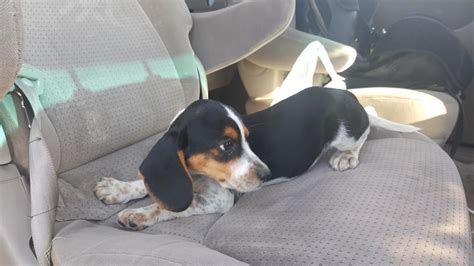 Louisiana mini beagle puppies, natchitoches, louisiana. Bagel Hound Puppies For Sale | Minneapolis, MN #156681