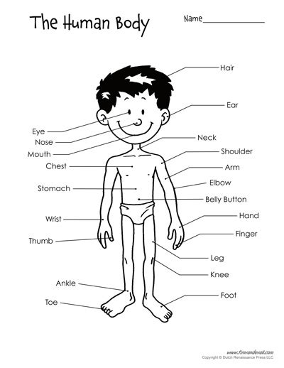 Free Printable Human Body Diagram For Kids Labeled And Unlabeled