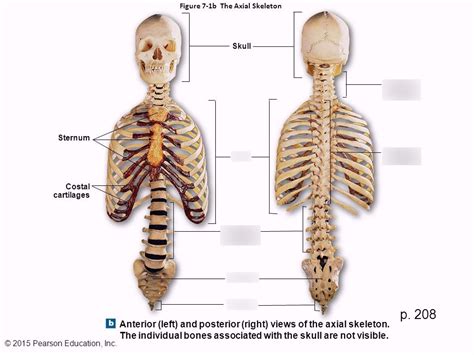 Of Bones Axial Skeleton Diagram Quizlet