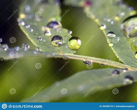 Water Drops On Plants Stock Photo Image Of Trees York 169390776