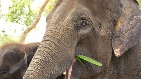 African elephants are slightly larger than asian elephants and, therefore, eat more. What do Elephants Eat? Discover The Elephant Diet