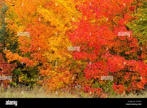 Autumn Colour In A Forest Of Mature Sugar Maple Trees Algonquin