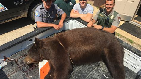 Big Black Bear Found Dead In Current River What Happens Next