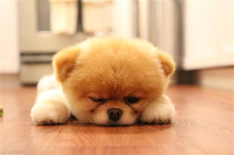 Cute Fluffy Dog Pictures Photos And Images For Facebook