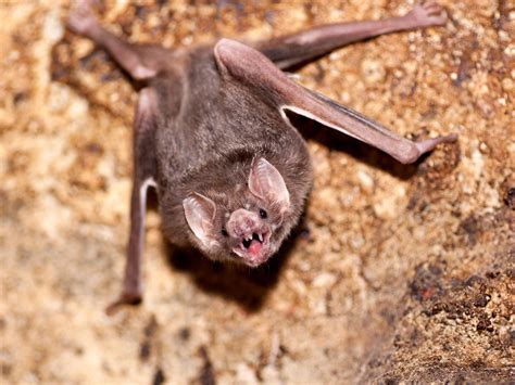 Vampire Bat Denver Zoo