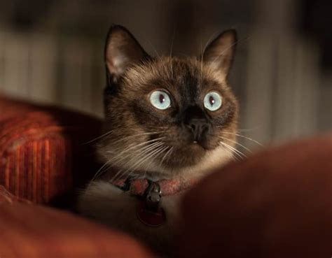 Maybe you would like to learn more about one of these? Siamese Cat Price Ph - Best Cat Wallpaper