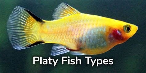 16 Different Types Of Platy Fish With Pictures Artofit