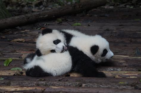 Real Most Beautiful Cute Panda Images Aesthetic Elegants