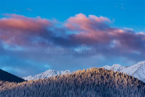 Sunrise In The Mountains With Snow Covered Peaks And Frost Covered Fir