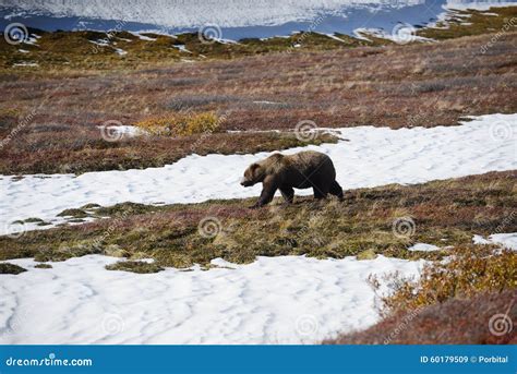 Grizzly Bear In Denali Stock Image Image Of Nature Predator 60179509