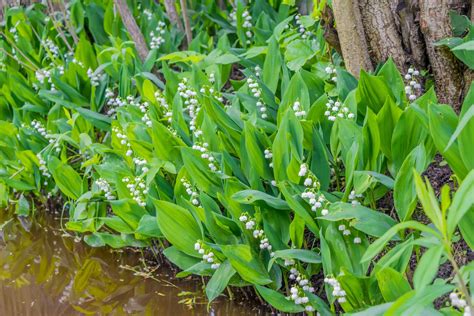 Growing Lily Of The Valley Tips And Tales Longfield Gardens