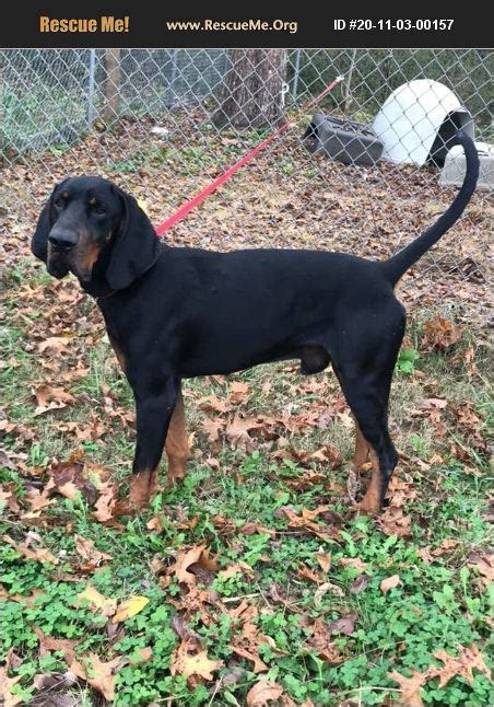 Adopt 20110300157 ~ Black And Tan Coonhound Rescue ~ Ravenna Ky