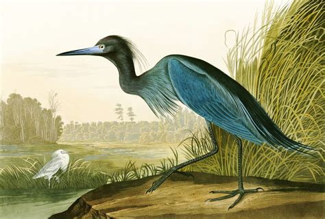 Little Blue Heron John James Audubon Enchanting Canvas Wall Art