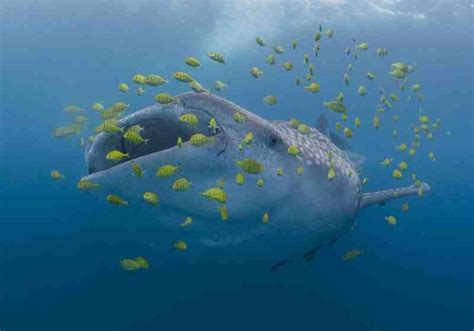 Whale Shark With Trevallies In Tanzania Copyright Clare Prebble