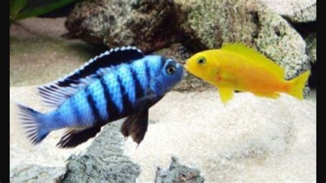 pseudotropheus saulosi | Fish pet, Cichlids, Fish