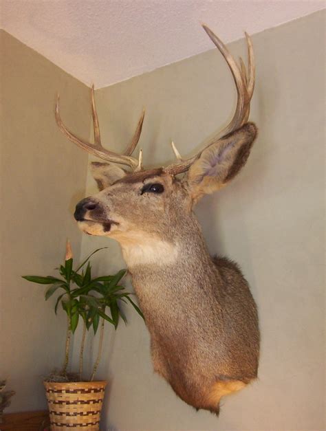 Deer Head Dead Deer Decor Wilkeshe Flickr