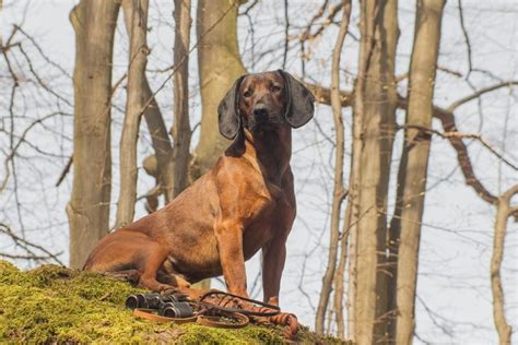 Bavarian Mountain Scent Hound Dog Breed Info Pictures Traits