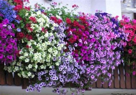 Ottima anche in vaso esposta in pieno sole magari sul balcone. Piante e fiori da balcone perenni o resistenti: quali sono ...