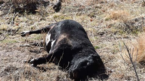 Aerial Shooting Of Cattle Closes Gila National Forest In New Mexico