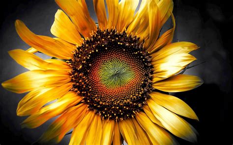 Nature Sunflower Hd Wallpaper