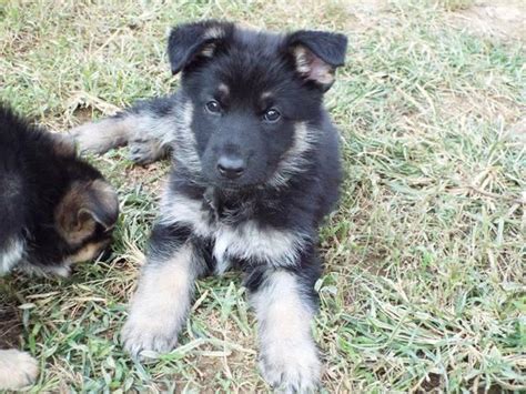 Akc German Shepherd Puppy For Sale In La Vergne Tennessee Classified