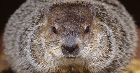 How Groundhog Day History Involves Eating the Groundhog | Time