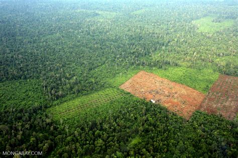 Describe Several Consequences Of Rainforest Deforestation