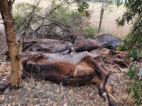 surf coast dead cows dumped carcasses removed from near creek geelong advertiser