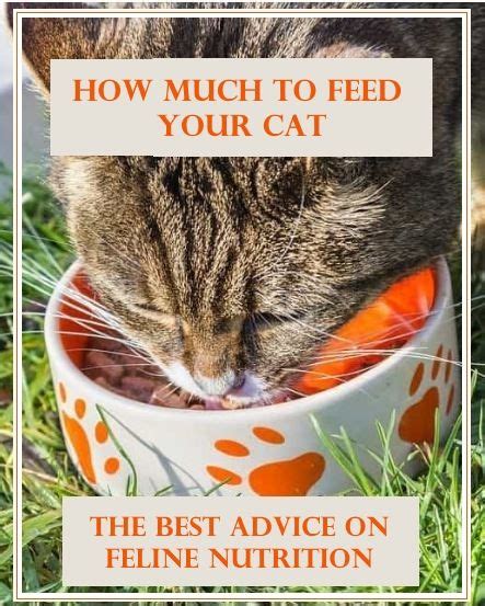 Maybe you would like to learn more about one of these? How much should I feed my indoor cat? | What cats can eat ...