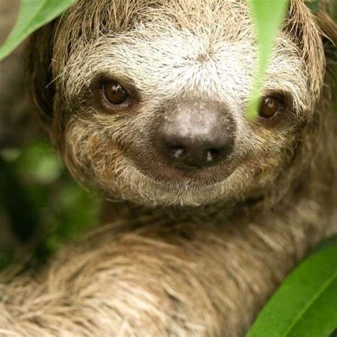 These Photos Of Smiling Sloths Will Make You Fall In Love Fur Sure I