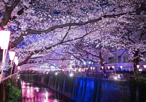Cherry Blossom Festivals Sakura Matsuri Are Held Along Several Famous