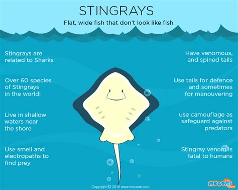 Welcome to our animal facts library. Stingray Facts and Information - Gifographic for Kids ...