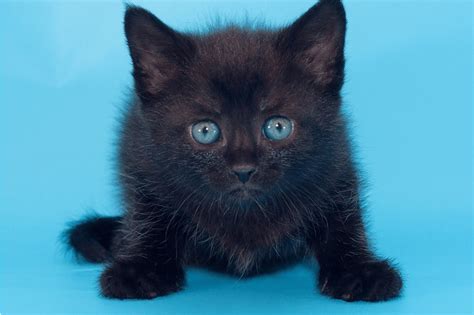 Black Cat With Blue Eyes As Its Most Attractive Appearance Petsmart
